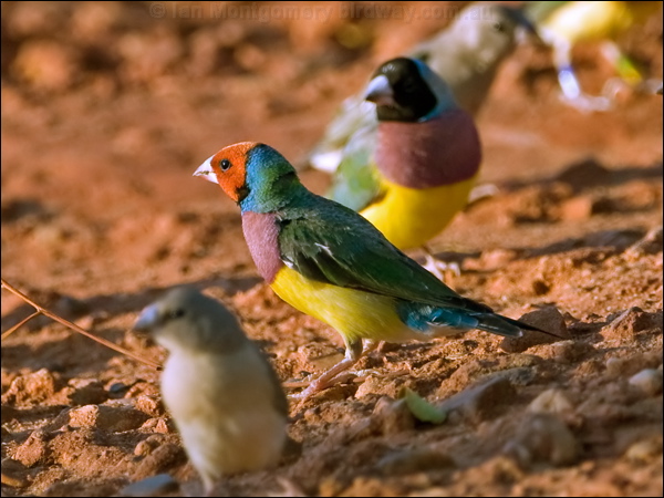 Gouldian Finch gouldian_finch_93363.psd