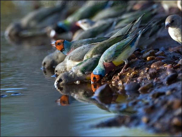 Gouldian Finch gouldian_finch_93382.psd