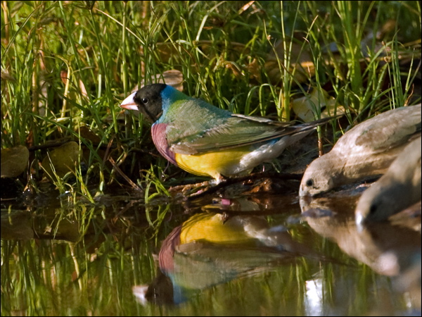 Gouldian Finch gouldian_finch_93403.psd