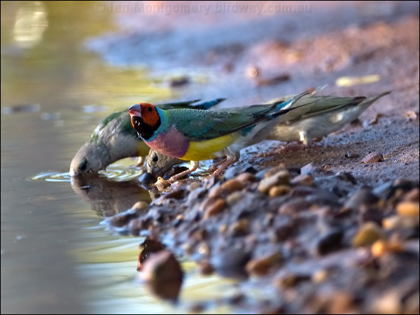 Gouldian Finch gouldian_finch_93416.psd