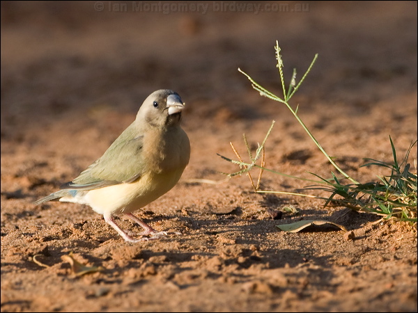 Gouldian Finch gouldian_finch_93421.psd