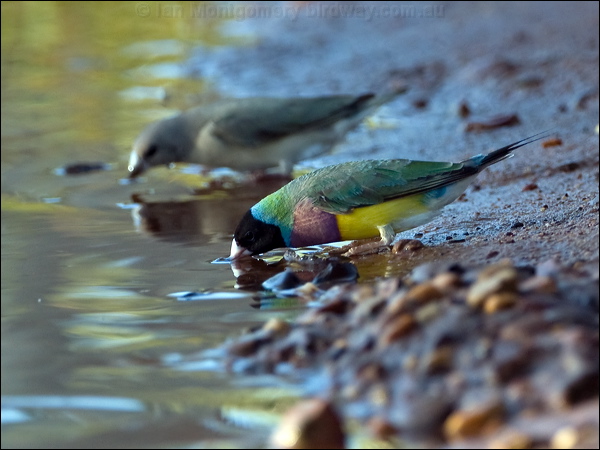 Gouldian Finch gouldian_finch_93433.psd