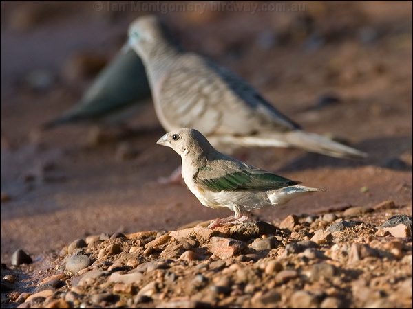 Gouldian Finch gouldian_finch_93447.psd