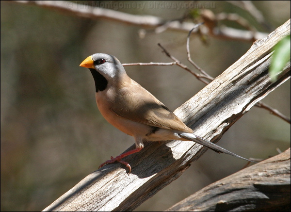 Long-tailed Finch long_tailed_finch_09546.psd