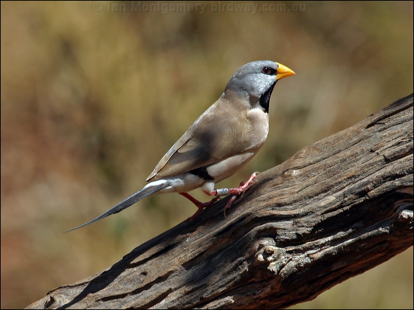 Long-tailed Finch long_tailed_finch_09564.psd