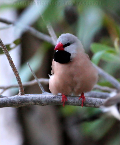 Long-tailed Finch long_tailed_finch_33569.psd