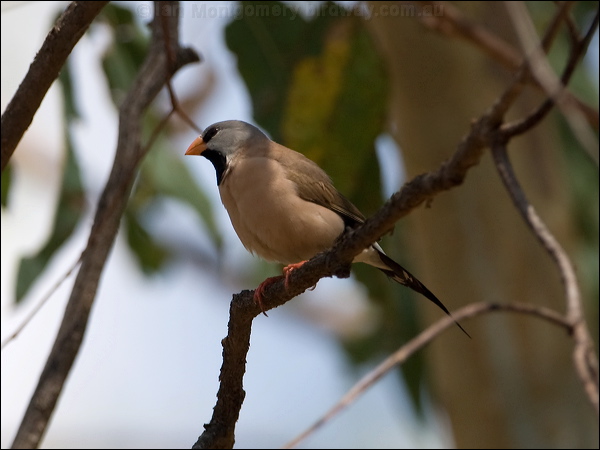Long-tailed Finch long_tailed_finch_92464.psd