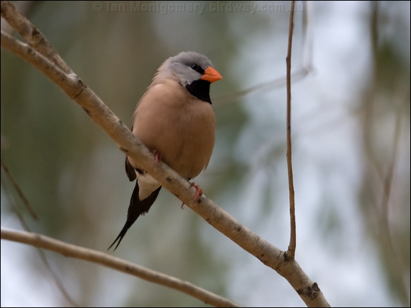 Long-tailed Finch long_tailed_finch_92533.psd