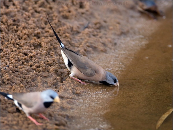 Long-tailed Finch long_tailed_finch_93687.psd