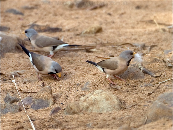 Long-tailed Finch long_tailed_finch_93719.psd