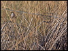masked_finch_186206