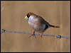 masked_finch_186212