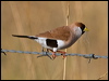 masked_finch_186252