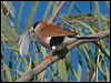 masked_finch_186275
