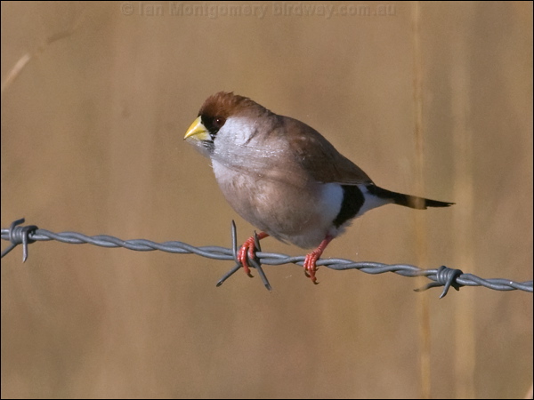 Masked Finch masked_finch_186212.psd