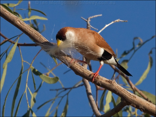 Masked Finch masked_finch_186444.psd