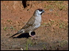 plum_headed_finch_157918