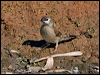 plum_headed_finch_157932