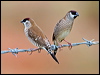 Click here to enter gallery and see photos of Plum-headed Finch