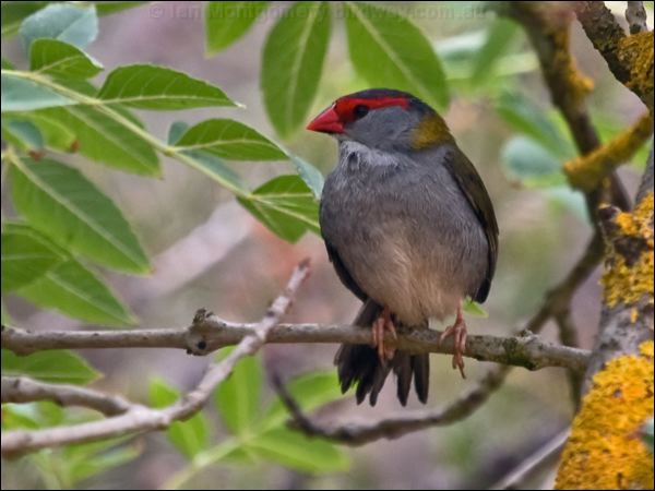 Red-browed Finch red_browed_finch_163991.psd