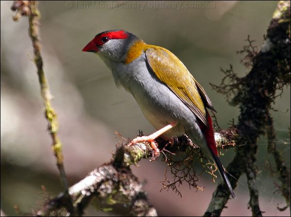 Red-browed Finch red_browed_finch_62540.psd
