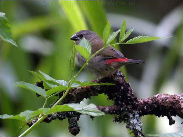 Red-browed Finch red_browed_finch_64542.psd