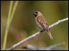 Click here to enter gallery and see photos of Scaly-breasted Munia/Mannikin