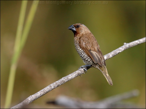 Scaly-breasted Munia/Mannikin scaly_breasted_munia_15244.psd