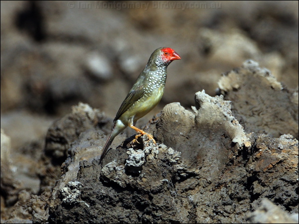 Star Finch star_finch_81690.psd