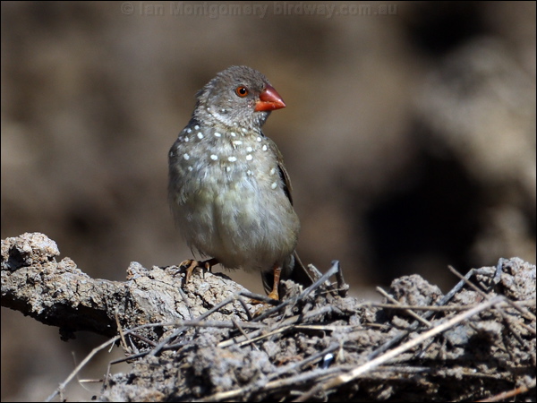 Star Finch star_finch_81711.psd