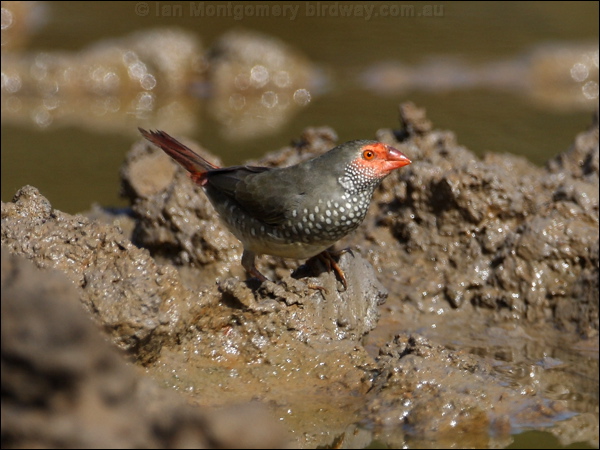 Star Finch star_finch_81727.psd