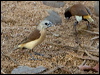 yellow_rumped_munia_93730
