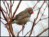 Click here to enter gallery and see photos of Zebra Finch