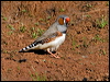 zebra_finch_157891