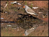 zebra_finch_157897