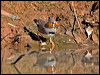 zebra_finch_157941