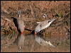 zebra_finch_157942