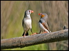 zebra_finch_157947