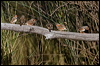 zebra_finch_157952