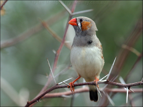 Zebra Finch zebra_finch_00359.psd