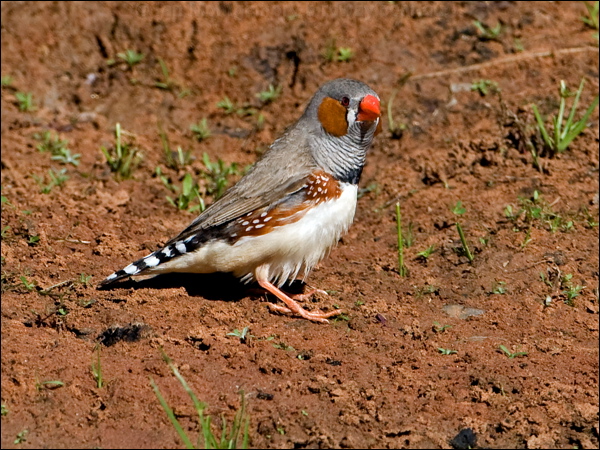 Zebra Finch zebra_finch_157891.psd