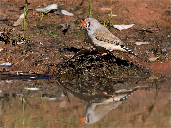 Zebra Finch zebra_finch_157897.psd