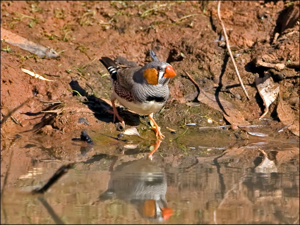 Zebra Finch zebra_finch_157941.psd