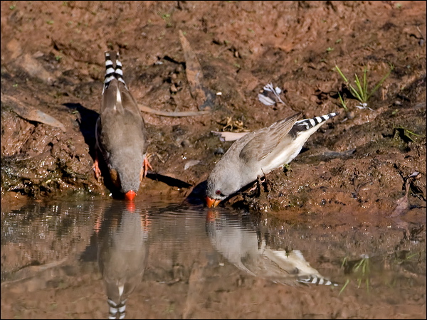Zebra Finch zebra_finch_157942.psd