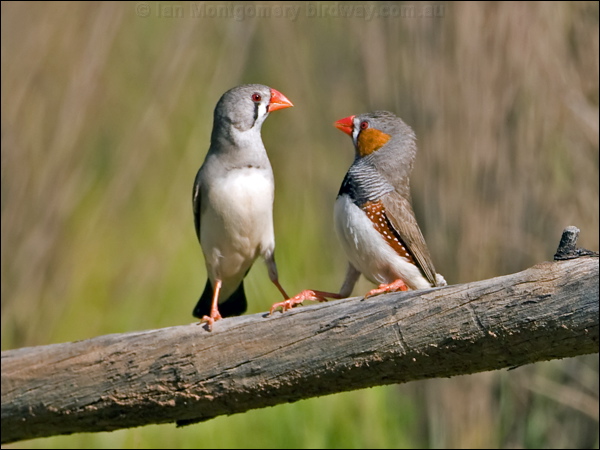 Zebra Finch zebra_finch_157947.psd