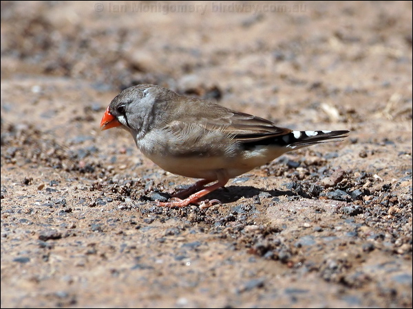 Zebra Finch zebra_finch_59327.psd