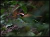Click here to enter gallery and see photos of: (Malaysian) Rail Babbler