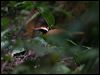 rail_babbler_57080