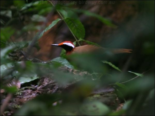 Rail Babbler rail_babbler_57080.psd