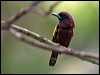 Click here to enter gallery and see photos of: Asian Green, Black-and-red, Long-tailed and Banded Broadbill
